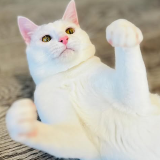 推定2024年4月生 白黒♂印堂くん♡