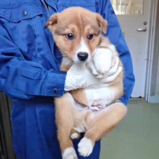 人馴れ修行中☆可愛い子犬のポノくん
