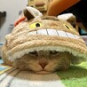 まめちびまる