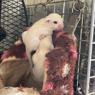 リューシの子供2匹です。応募多数のため終了します