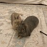 ポンポンルル