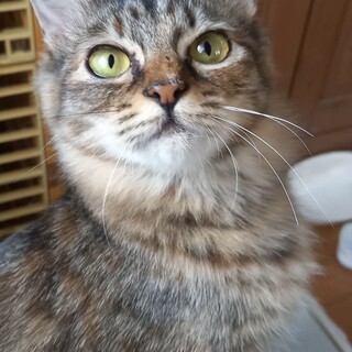 里親決定☆サビ姉妹ハ二ちゃん