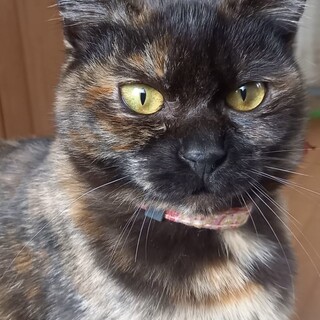 里親決定☆サビ姉妹ミンジちゃん