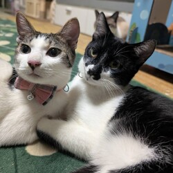 にゃん☆ぴーす猫の譲渡会【稲毛海岸/ペテモピアシティ稲毛海岸店』 サムネイル2