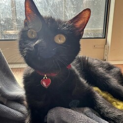 にゃん☆ぴーす猫の譲渡会【稲毛海岸/ペテモピアシティ稲毛海岸店』 サムネイル3