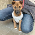 ムダ吠えもなく甘えん坊のメス子犬