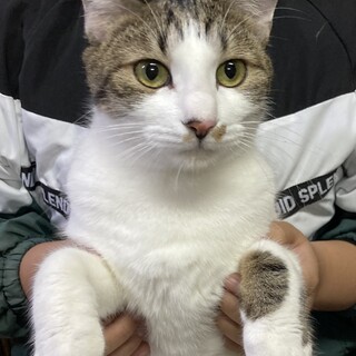 べたなれキジ白兄弟♂チップス