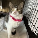 いけニャンコなキジ白君人馴れ練習中トライアル中