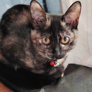 人馴れバツグン人のお腹が大好物女子❤️富富富