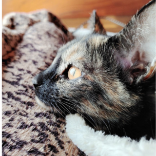 人馴れバツグン甘えっ子❤️つや姫