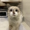 人馴れ抜群！洋猫が入ったような男の子