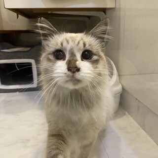 人馴れ抜群！洋猫が入ったような男の子