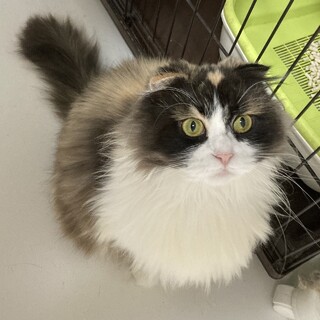 耳の小さなふわもこちゃん！