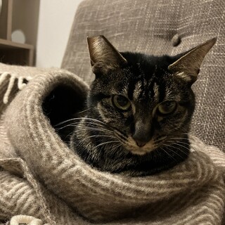 こはく2歳 (神戸市)