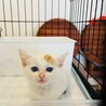 可愛すぎる実は三毛猫 サムネイル1