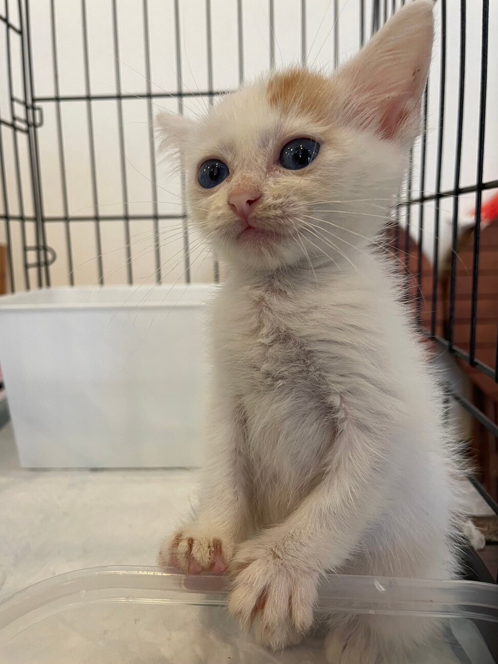 可愛すぎる実は三毛猫 サムネイル2