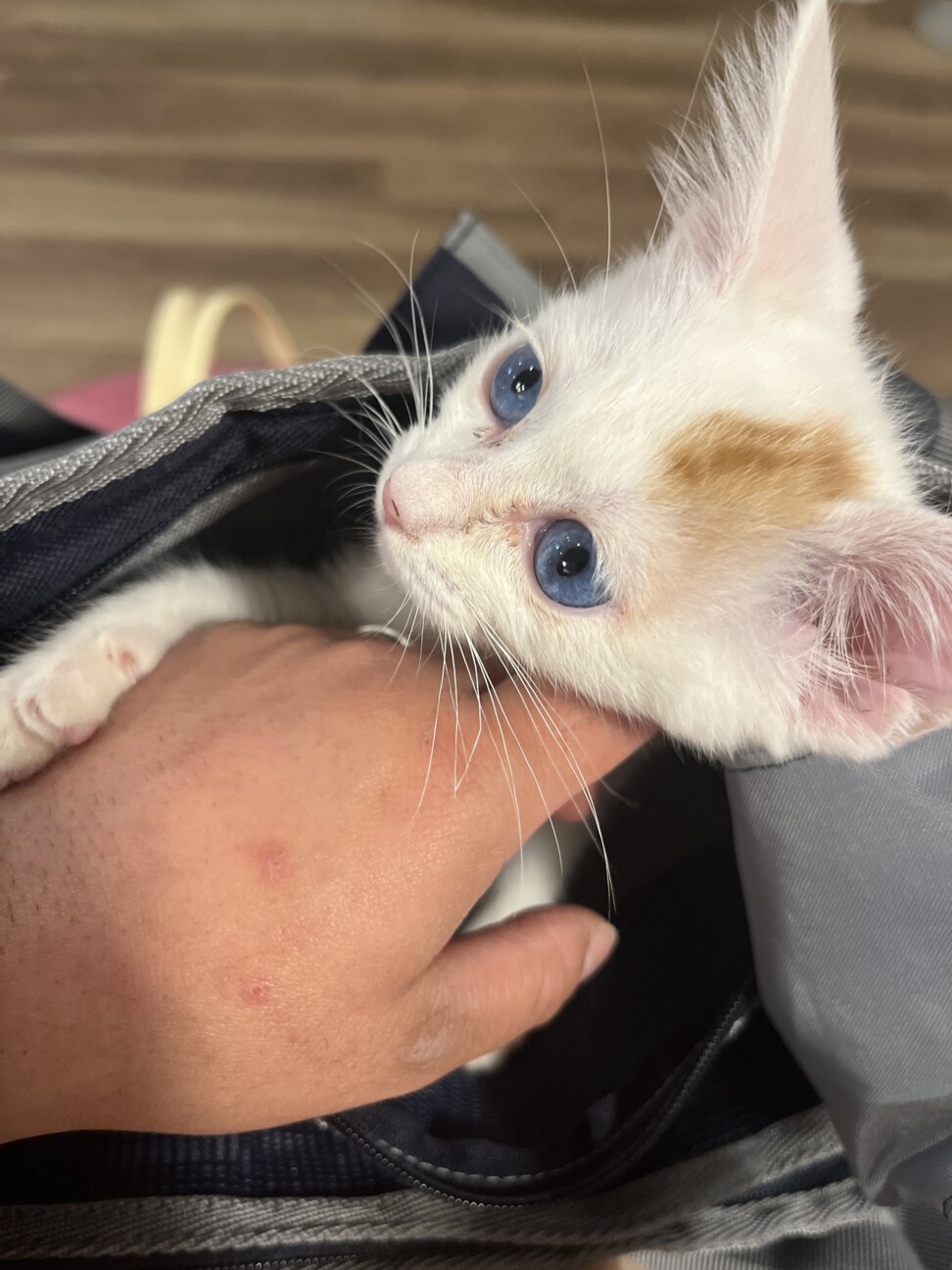 可愛すぎる実は三毛猫 サムネイル3