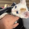 可愛すぎる実は三毛猫 サムネイル3