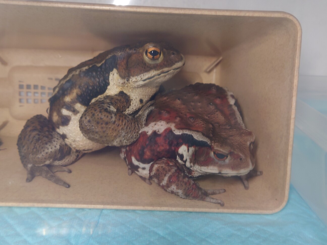 アズマヒキガエル ペア ビッグサイズ アズマヒキガエル 雄雌ペア」静岡県 - 爬虫類・他の里親募集(510710
