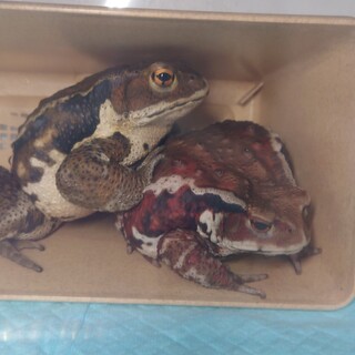 アズマヒキガエル　雄雌ペア