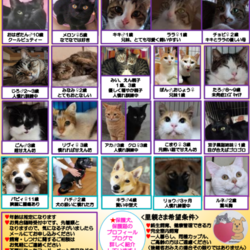 犬猫の譲渡会を開催します！ サムネイル2
