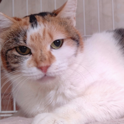 犬猫の譲渡会を開催します！ サムネイル3