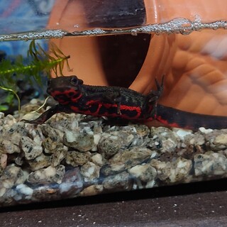 アカハライモリ