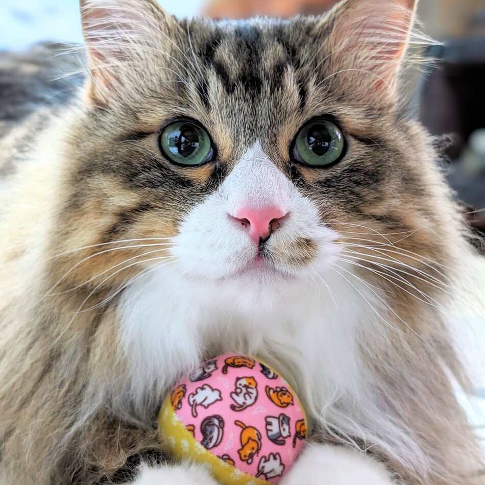 リッキーのカバー写真