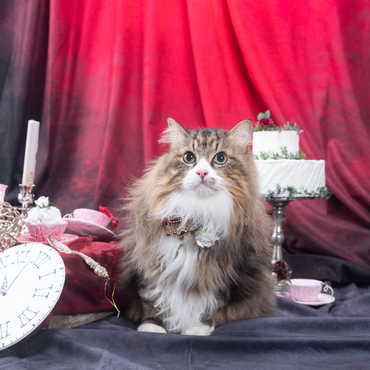 リッキーの写真