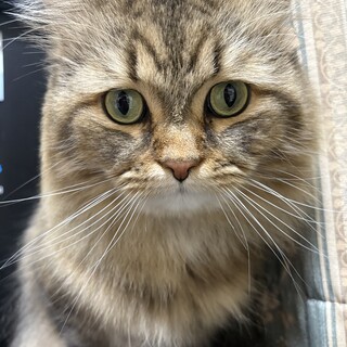 交渉中！（ペルシャ✖️ノルウェージャンmix）