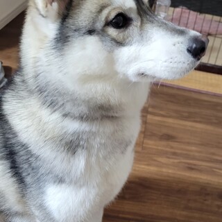人が大好き！シベリアンハスキー！