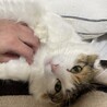るる