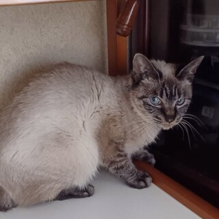 水色の瞳が可愛い❤︎マーフィーちゃん