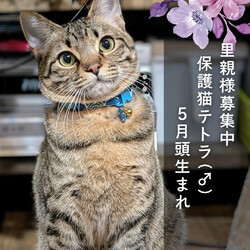 【猫の避妊と去勢の会】猫の譲渡会とパネル展、困りごと相談会 サムネイル2