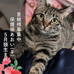 【猫の避妊と去勢の会】猫の譲渡会とパネル展、困りごと相談会 サムネイル3