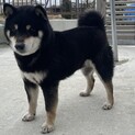 柴犬雄　落ち着いた子です