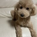 トイプードル(オス)人懐っこい甘えん坊