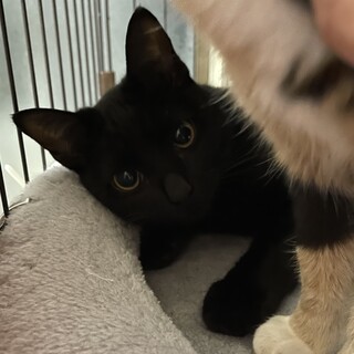 [お見合い歓迎]甘えっ子ランくん