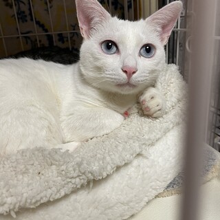 [お見合い歓迎]メロくん