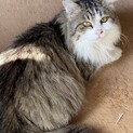ふわふわおっとり猫