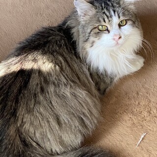 ふわふわおっとり猫