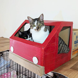 猫と遊べる譲渡会 サムネイル2