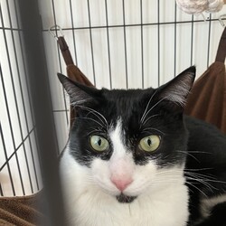 猫と遊べる譲渡会 サムネイル3