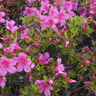 多数お問合わせ、どうも有難うございました