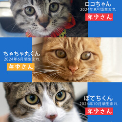 子猫多め27匹の譲渡会★愛知県みよし市