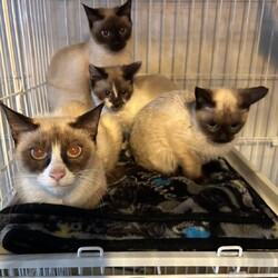 in日進市☆臨時譲渡会☆2025年2月11日（祝）～ちーむ にゃいんず