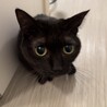 ふくみともくる