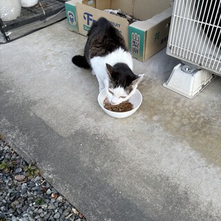 食いしん坊の女の子