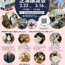 ねこの譲渡会＠東京芝浦（JR田町駅徒歩7分）