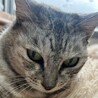 ハイカラおばあちゃんのシルバ サムネイル2